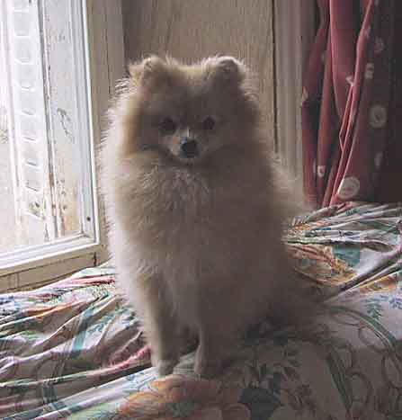 Tennessee dit Pitchoune