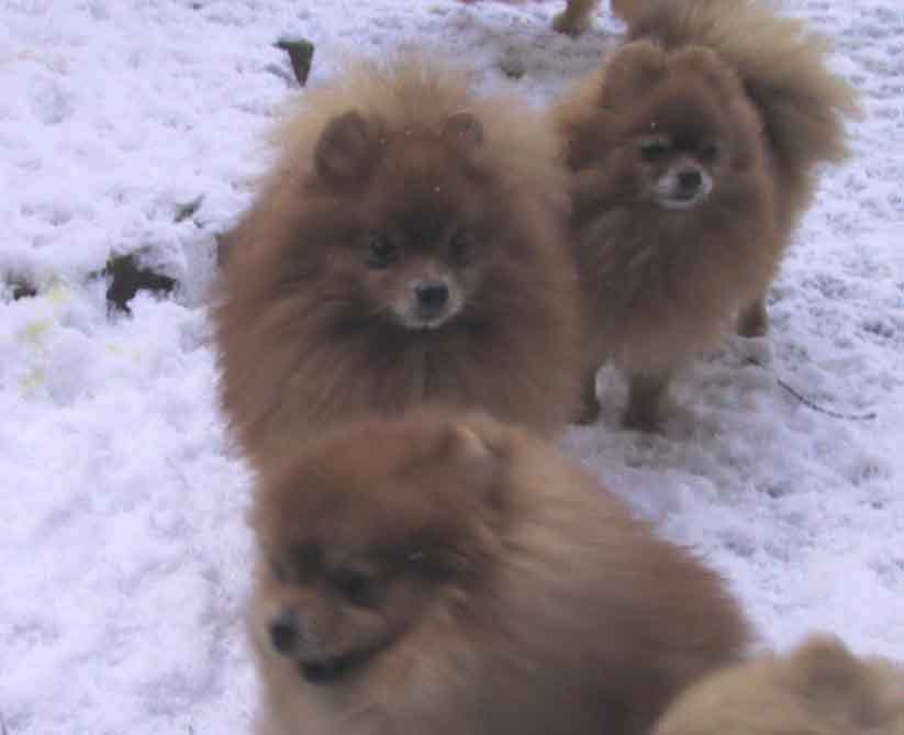 Wally, Charm et May Bee