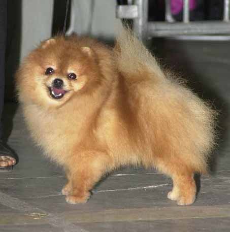 Wally (photo Thierry Gauzargues)